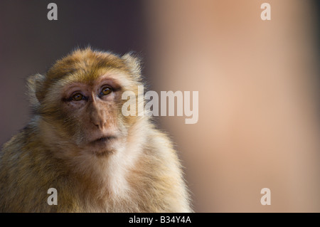 Berberaffe (Macaca Sylvanus) mit Hintergrund von Ouzoud Wasserfall, der höchste Wasserfall in Marokko Stockfoto