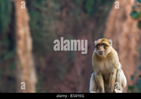 Berberaffe (Macaca Sylvanus) mit Hintergrund von Ouzoud Wasserfall, der höchste Wasserfall in Marokko Stockfoto