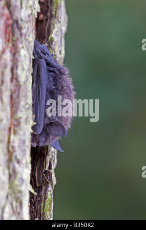 Weissbart-Fledermaus (Myotis Mystacinus), tagsüber Erstarrung Stockfoto