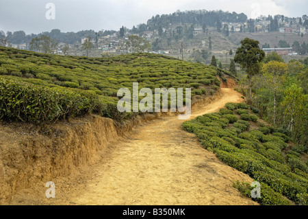 Darjeeling Tee-Garten Stockfoto