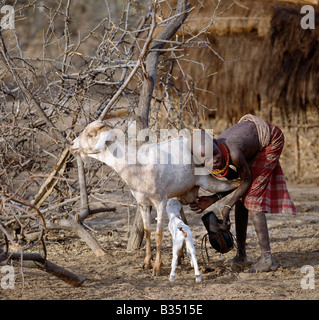 Kenia, Maralal, Latakwen. Ein junges Mädchen von Samburu melkt eine Nanny Goat bei ihrer Familie zu Hause in den frühen Morgenstunden. Stockfoto