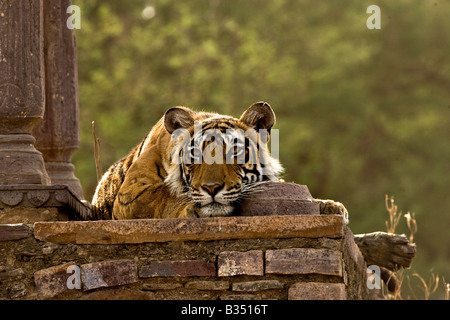 Wilde Royal Bengal Tiger schlafen in einem alten Hindu-Tempel oder Palast in Ranthambhore National Park in Nordindien Stockfoto