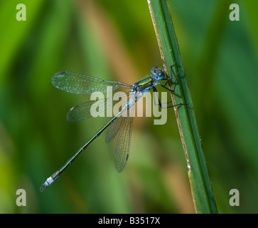 Emerald Damselfly (Lestes Sponsa), Männlich Stockfoto