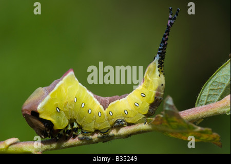 Puss Moth (Cerura Vinula) Raupe auf Weiden Stockfoto