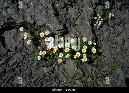 Alpine Mond Daisy Leucanthemopsis Alpina alpine Blumen Schweiz Berner Oberland Berner Oberland Wandern Shilthorn Berg Stockfoto