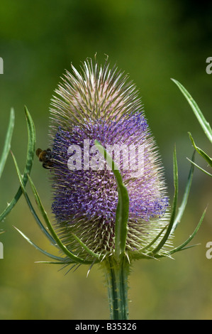 Karde (Dipsacus Fullonum), Blütenstand Stockfoto