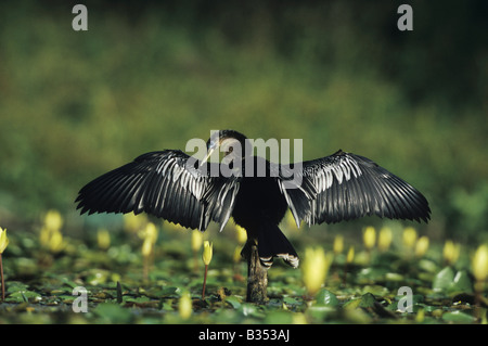 Anhinga Anhinga Anhinga männlich putzen unter gelbe Seerosen Nymphaea Mexicana Sinton als Bend, Texas USA Stockfoto