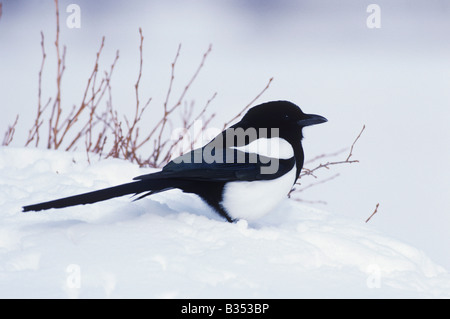 Schwarz-billed Elster Pica Hudsonia Erwachsenen im Schnee Rocky Mountain National Park Colorado USA Stockfoto