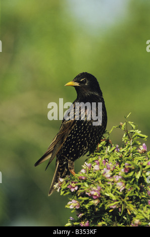 European Starling Sturnus Vulgaris Erwachsener thront auf blühende Guayacan Guaiacum Angustifolium Rio Grande Valley, Texas USA Stockfoto