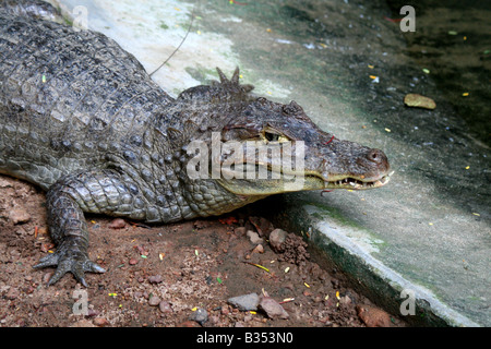 Krokodil auf sand Stockfoto