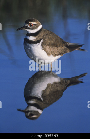 Killdeer Charadrius Vociferus Erwachsener im Teich Sinton als Bend, Texas USA Stockfoto