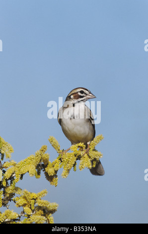 Lerche Spatz Chondestes Grammacus Erwachsene auf blühenden Blackbrush Akazie Acacia Rigidula Starr County Rio Grande Valley, Texas USA Stockfoto