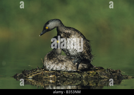 Wenigsten Grebe Tachybaptus Dominicus paar Paarung auf nisten Starr County Rio Grande Valley, Texas USA Stockfoto