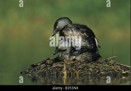 Wenigsten Grebe Tachybaptus Dominicus paar Paarung auf nisten Starr County Rio Grande Valley, Texas USA Stockfoto