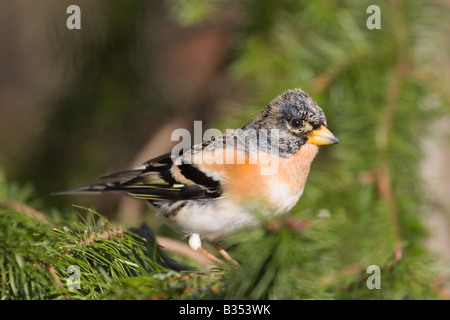 Männliche Bergfink (Fringilla Montifringilla) Kiefer, England UK Stockfoto