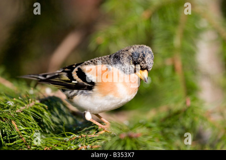 Männliche Bergfink (Fringilla Montifringilla) Kiefer, England UK Stockfoto