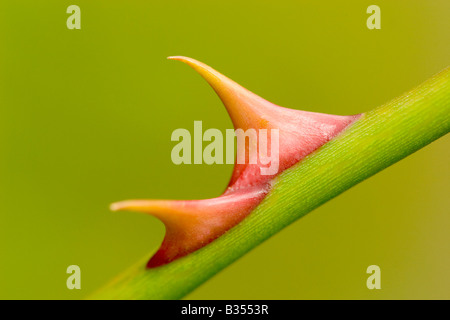 Wilden Heckenrose Dornen England UK Stockfoto