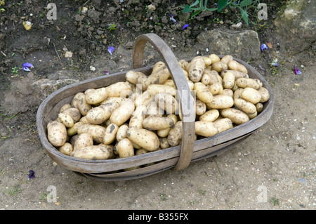 Frisch gegraben Frühkartoffeln "Arran Pilot" Stockfoto