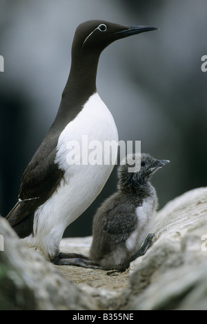 Gezügelten Guillemot (Uria Aalge), Erwachsene mit Küken Stockfoto