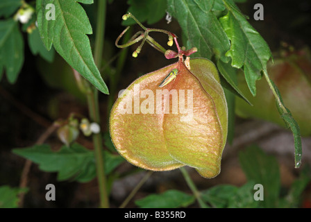 Die Frucht des Weinstocks Ballon (Cardiospermum Halicacabum) Stockfoto