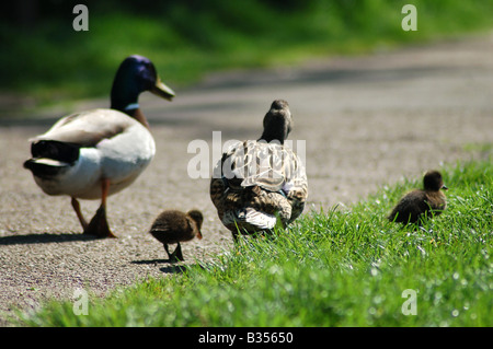 Eine Familie von Mallard Enten zu Fuß Stockfoto