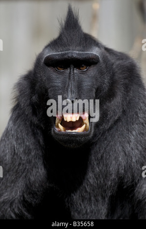 Ein aggressiver Affe/Affe mit Irokesenschnitt Frisur entblößt seine Zähne in die Kamera.  Kopf und Schultern erschossen. Stockfoto