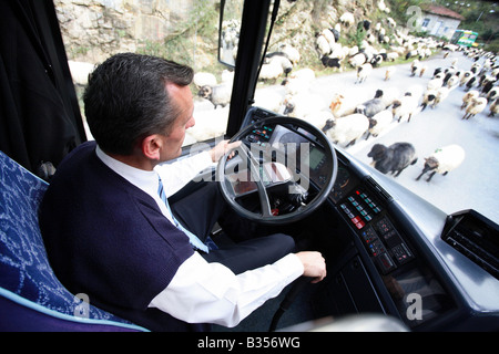 Ein Busfahrer, umgeben von einer Schafherde, Trabzon, Türkei Stockfoto