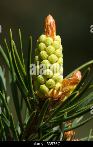 Kiefer (Pinus Sylvestris var. Scotica), männliche Blüte detail Stockfoto