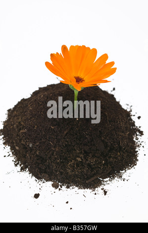 Daisy wie Blume sprießen aus einem Büschel des Bodens Stockfoto