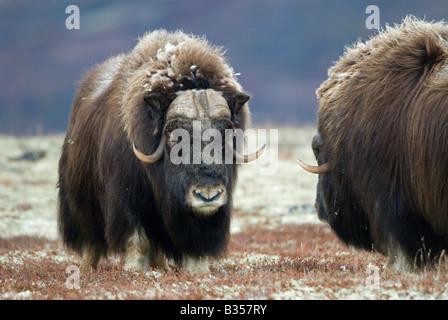 Moschusochsen (Ovibos Moschatus) paar auf tundra Stockfoto