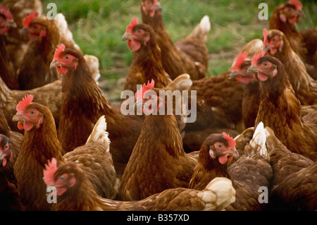 Bio-Hühner aus Freilandhaltung in einem britischen Feld Stockfoto