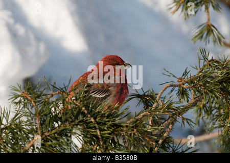 Kiefer Grosbeak (Pinicola Enucleator), Männlich, Kiefer Stockfoto