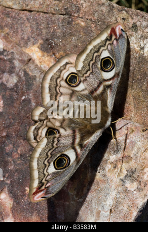 Kaiser-Motte (Saturnia Pavonia) weiblich, entstanden neu, auf Felsen Stockfoto