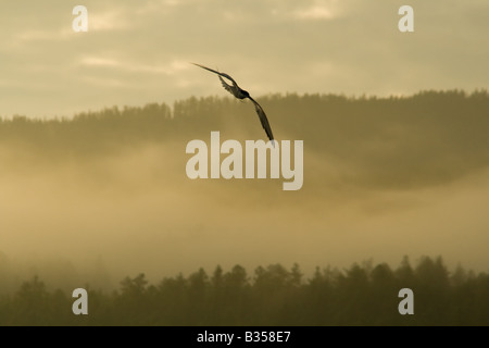 Flug von einem Vogel-Seeschwalbe in den nebligen Morgen Stockfoto