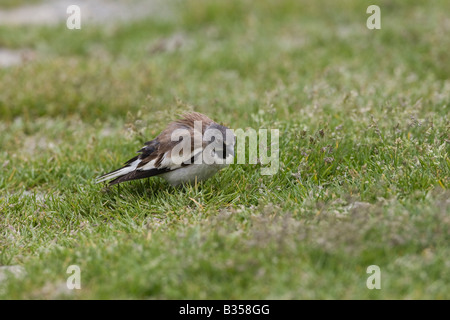 Snowfinch Montifringilla nivalis Stockfoto