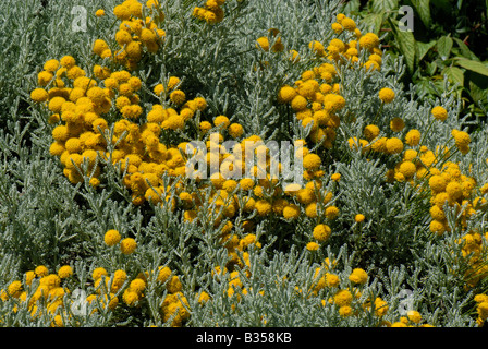 Baumwoll-Lavendel Kamille Chamaecyparissus niedrigen strauchige Hecke in Blüte Stockfoto