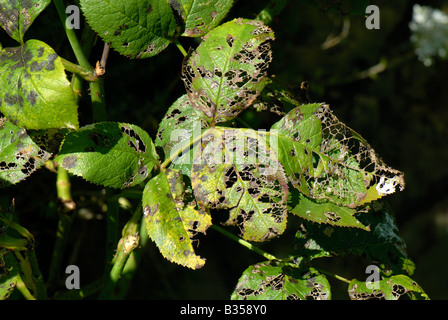 Schäden, die durch Rose Slug Blattwespen Endelomyia Aethiops Larven auf Rosenblättern Stockfoto