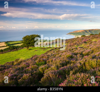 Heather am Porlock gemeinsame Exmoor Nationalpark Somerset England im Sommer blühend Stockfoto