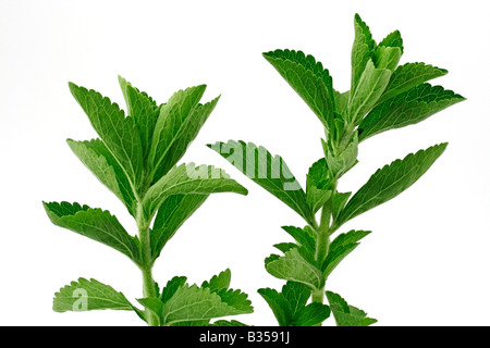 Süße Pflanze Stevia rebaudiana Stockfoto