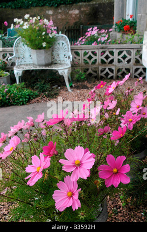 Blühende Kosmos im Vordergrund mit einem reich verzierten Gartenbank und Blumen in den Vorgärten der Häuser. Stockfoto