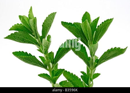 Süße Pflanze Stevia rebaudiana Stockfoto