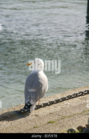 Möwe steht an einer Kette am Kai, Salcombe, Devon, UK Stockfoto