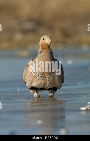 Pallas Sandgrouse Syrrhaptes paradoxus Stockfoto