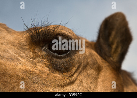 Ein Kamele Camelus Bactrianus Augen und Wimpern in der THAR Wüste RAJASTHAN Indien Stockfoto