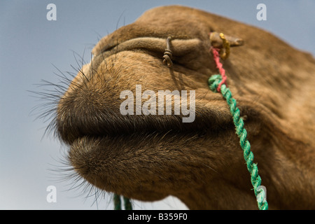 Kamel Camelus Bactrianus Muzzel in der THAR-Wüste in der Nähe von JAISALMER RAJASTHAN Indien Stockfoto