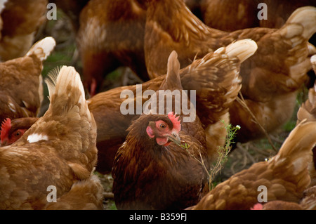 Bio-Hühner aus Freilandhaltung in einem britischen Feld Stockfoto