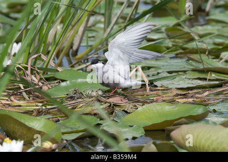 Weissbart Tern am nest Stockfoto