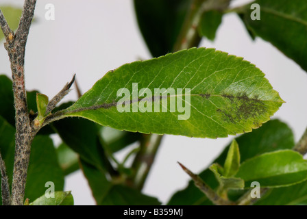 Venturia Inaequalis Entwicklung der Krankheit auf der Stamm-Oberseite eines Blattes Pyracantha Schorf Stockfoto