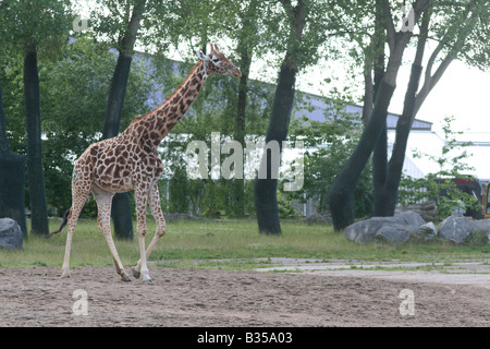 Giraffe (Giraffa Plancius) [Chester Zoo, Chester, Cheshire, England, Großbritannien, Vereinigtes Königreich, Europa].             . Stockfoto
