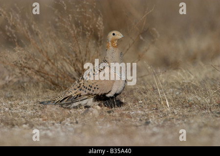 Pallas Sandgrouse Syrrhaptes paradoxus Stockfoto